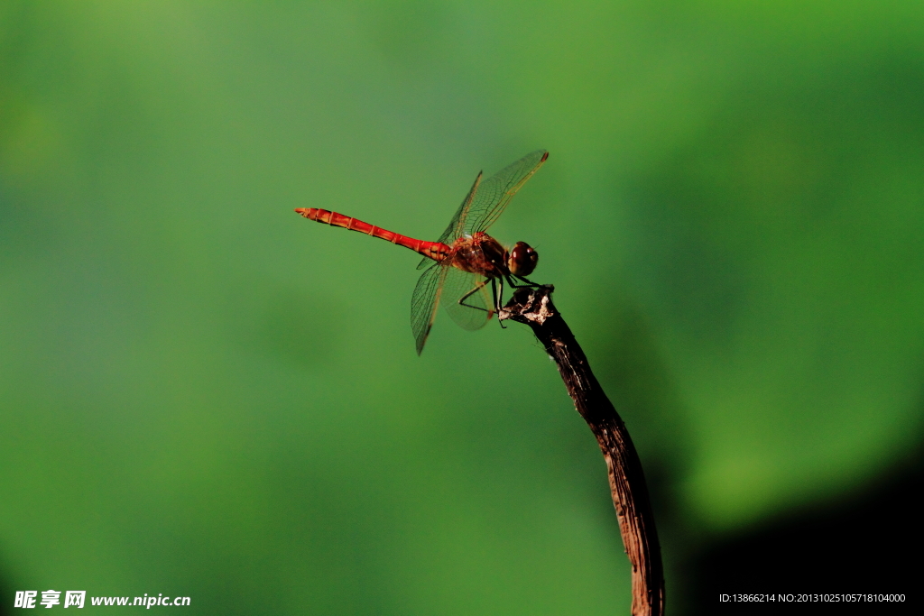 秋日红蜻蜓