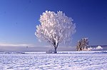 冬天 雪树