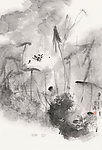 雨荷