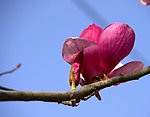 玉兰花