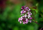 小花