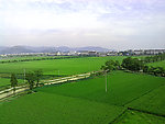 稻田