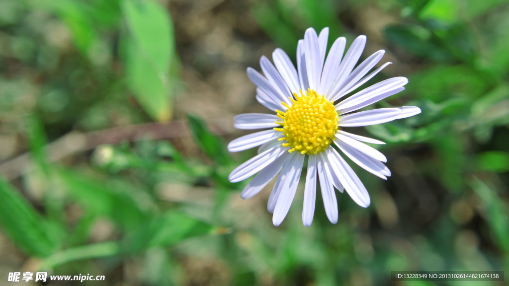 小菊花