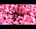 花朵背景视频素材