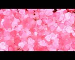 花朵转场视频素材