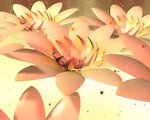 花朵背景视频素材