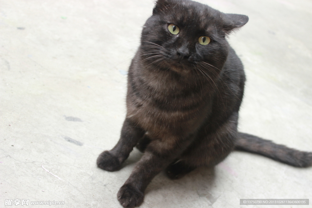 萌猫