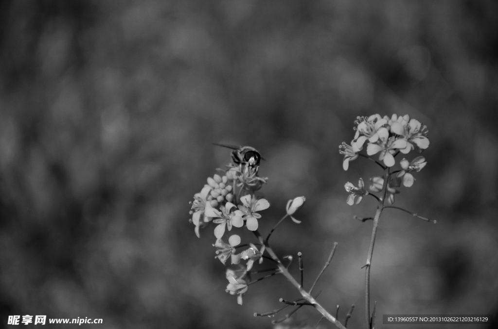 蜜蜂