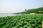 颐和园 河花池