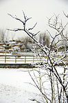 雪落树枝