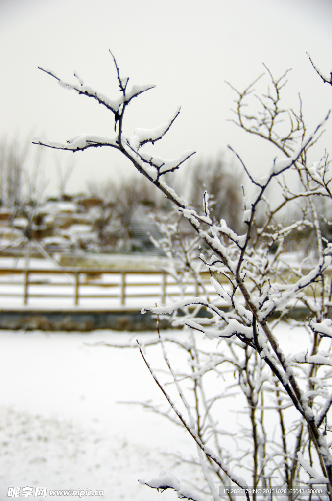 雪落树枝