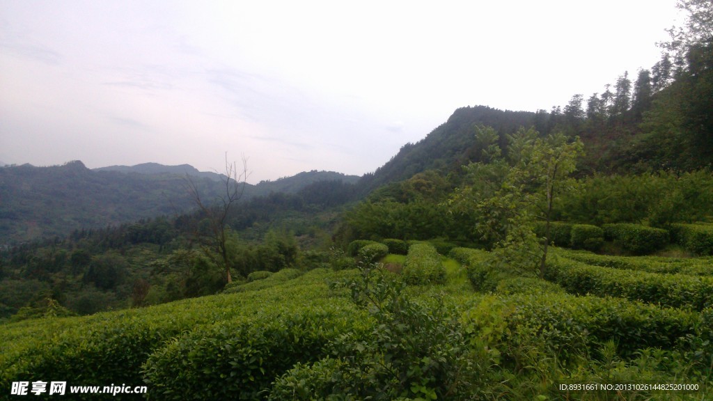 茶叶 茶山