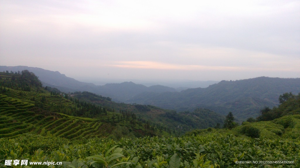 风景 茶山 茶叶