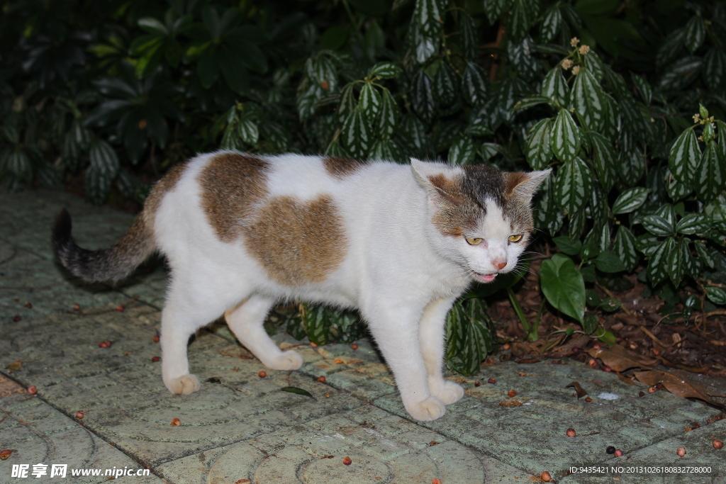 小猫