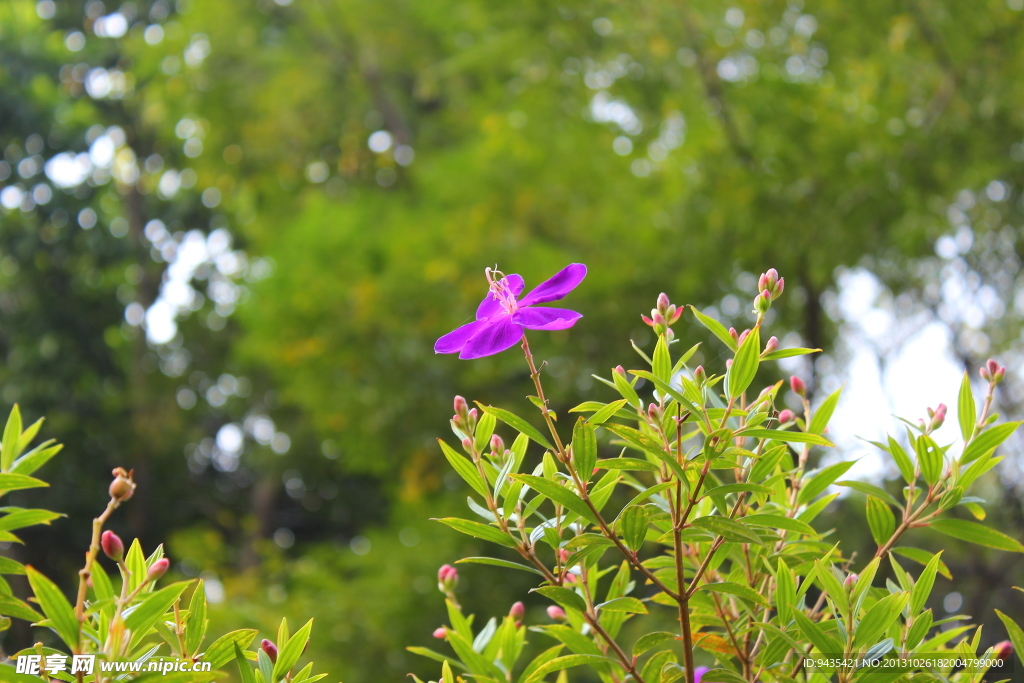 长春花