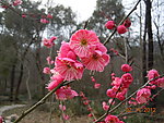 腊梅花
