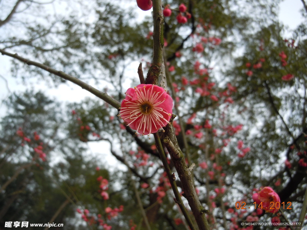 梅花