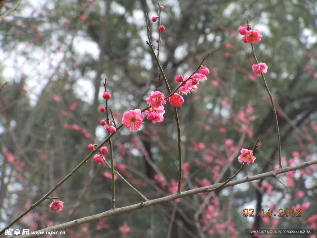 梅花