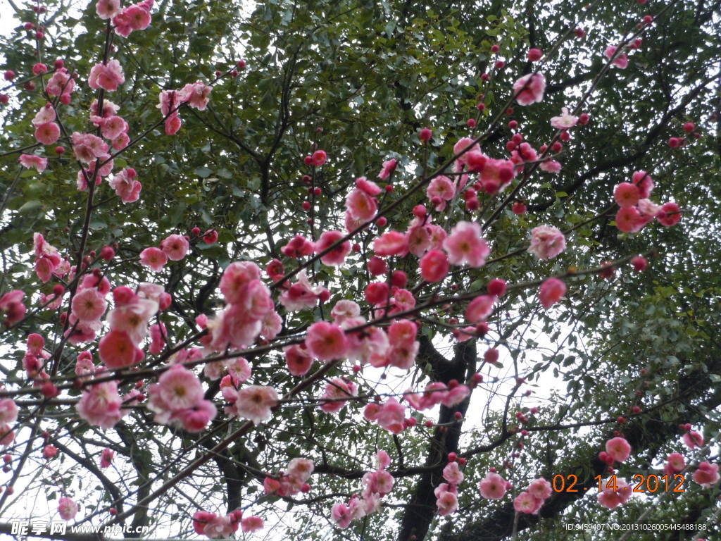 腊梅花开