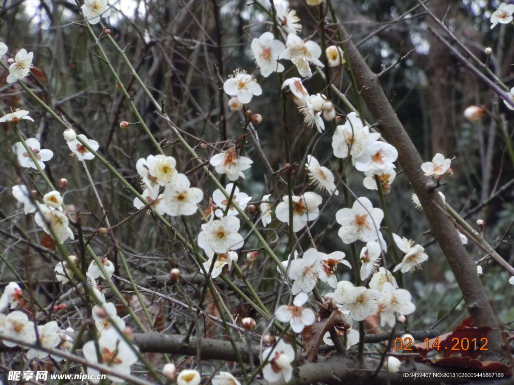 梅花