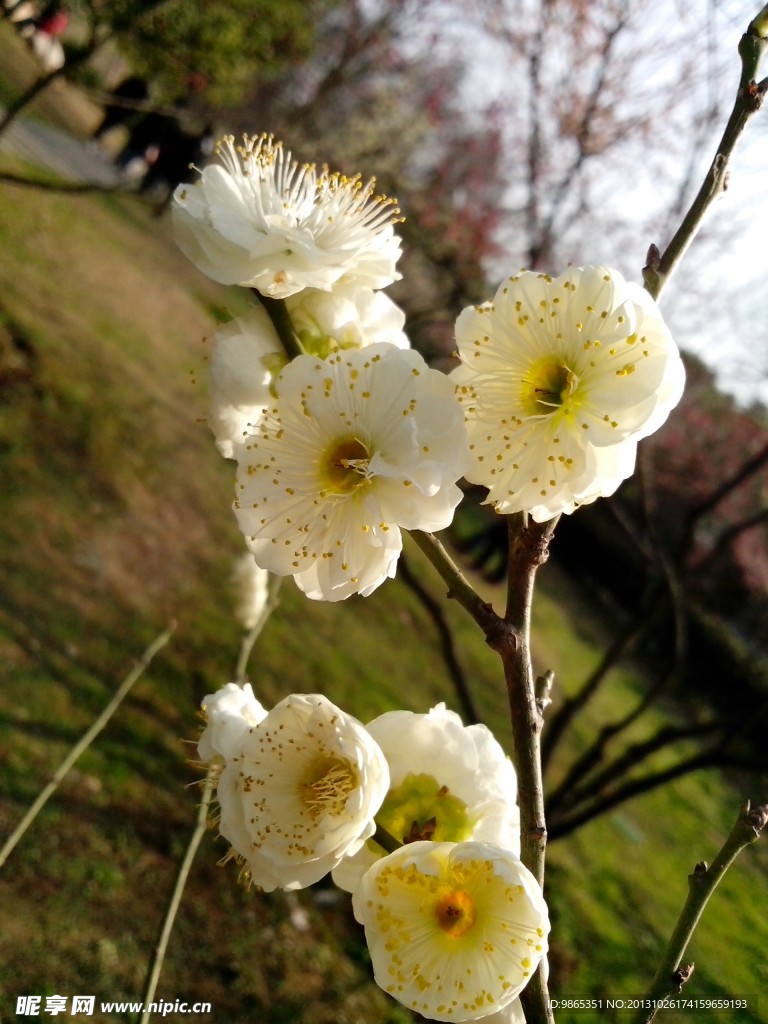 白色梅花