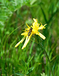 蜜蜂采花
