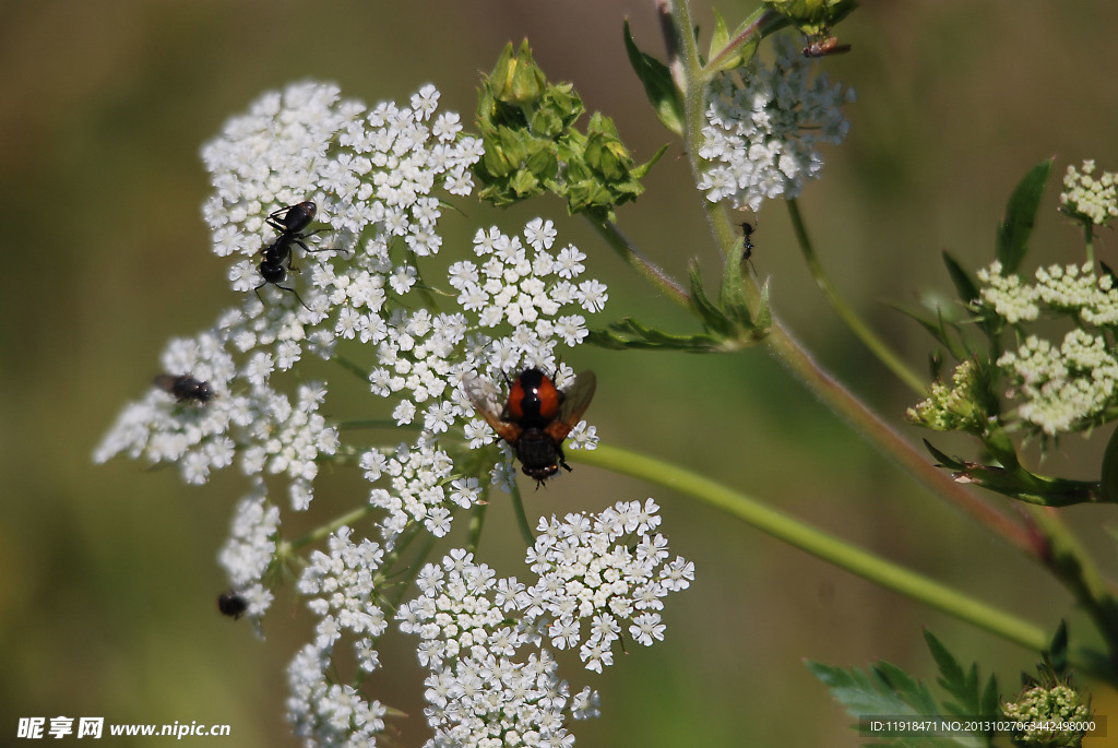 野花上的蜜蜂与蚂蚁