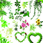 花纹 树叶