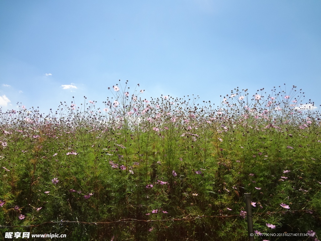 格桑花