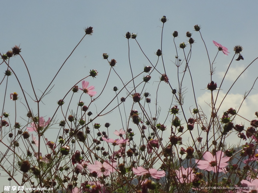 格桑花