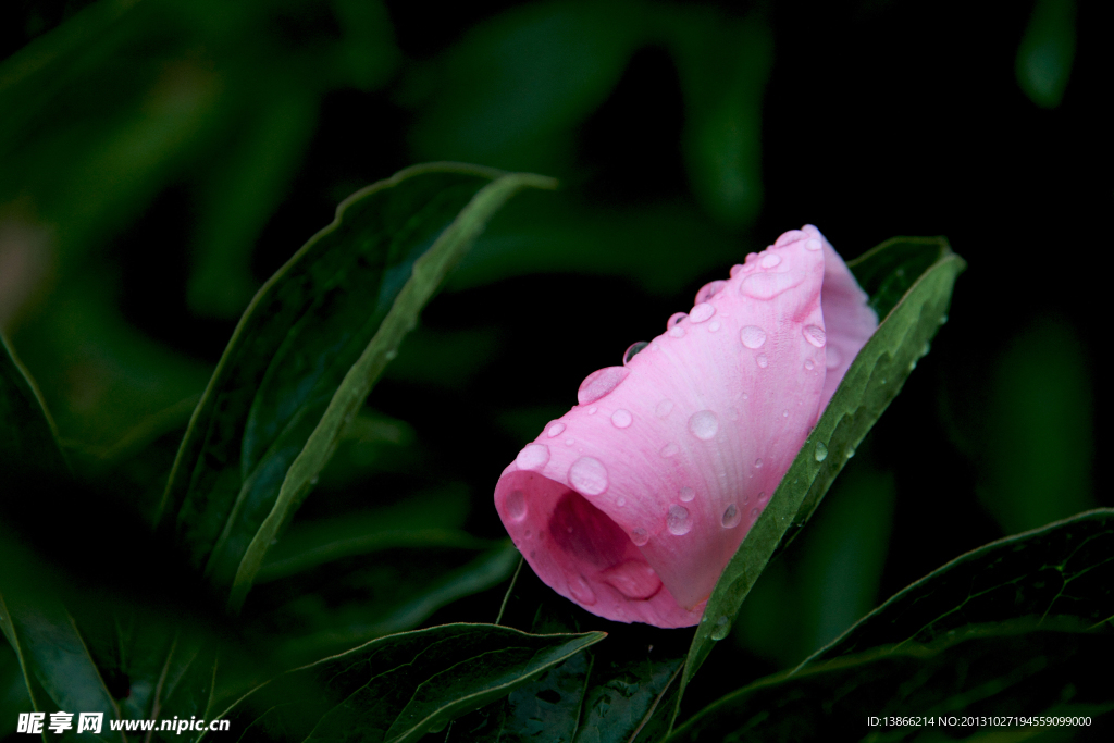 花瓣