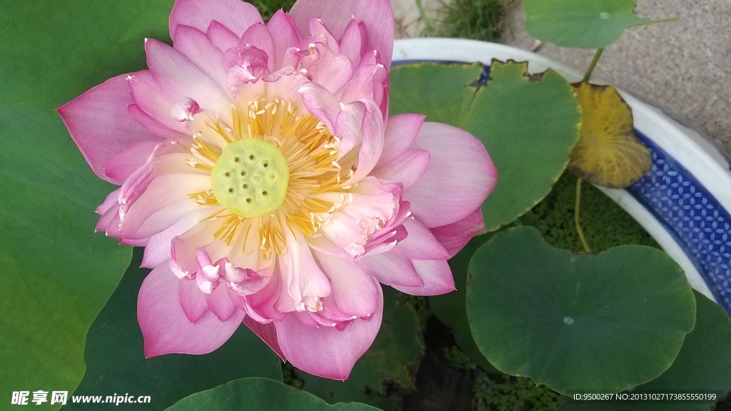 荷花