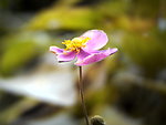 野棉花