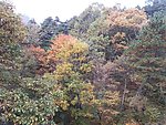 山林