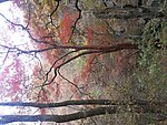 山林