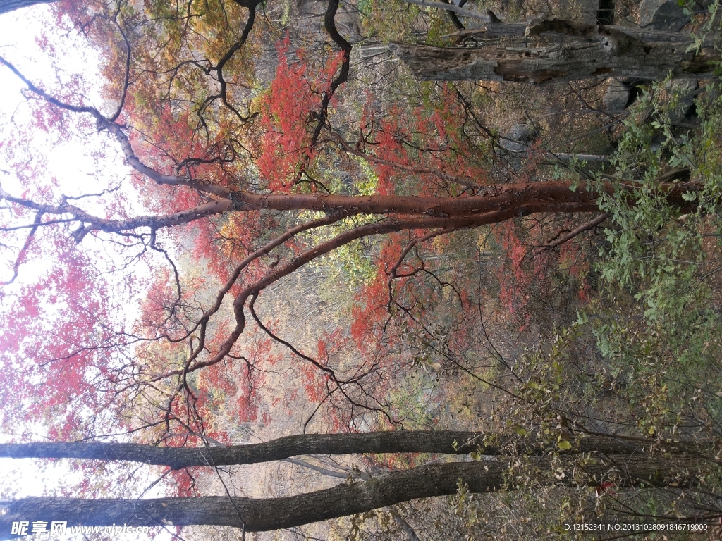 山林