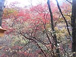 山林