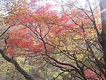 山林