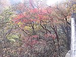 山林