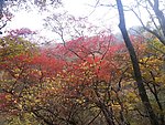 山林