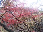 山林