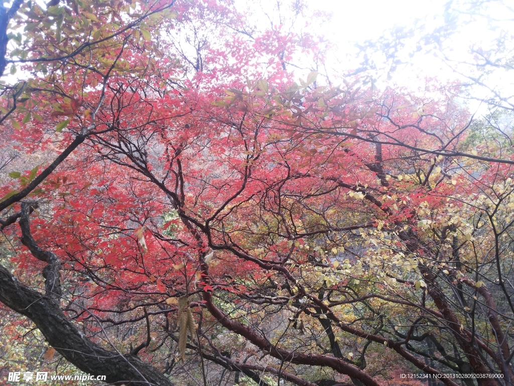 山林