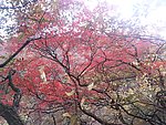 山林