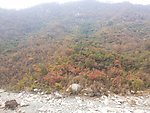 大山