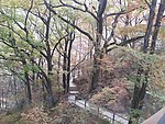 山林