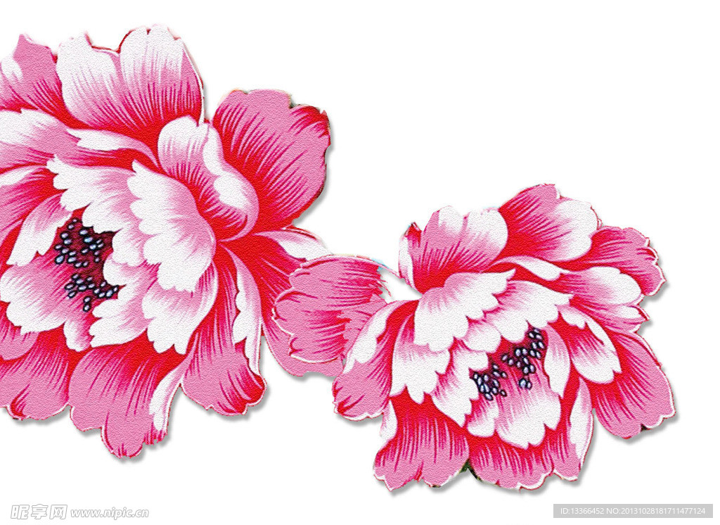 牡丹花