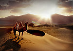 沙漠中骆驼