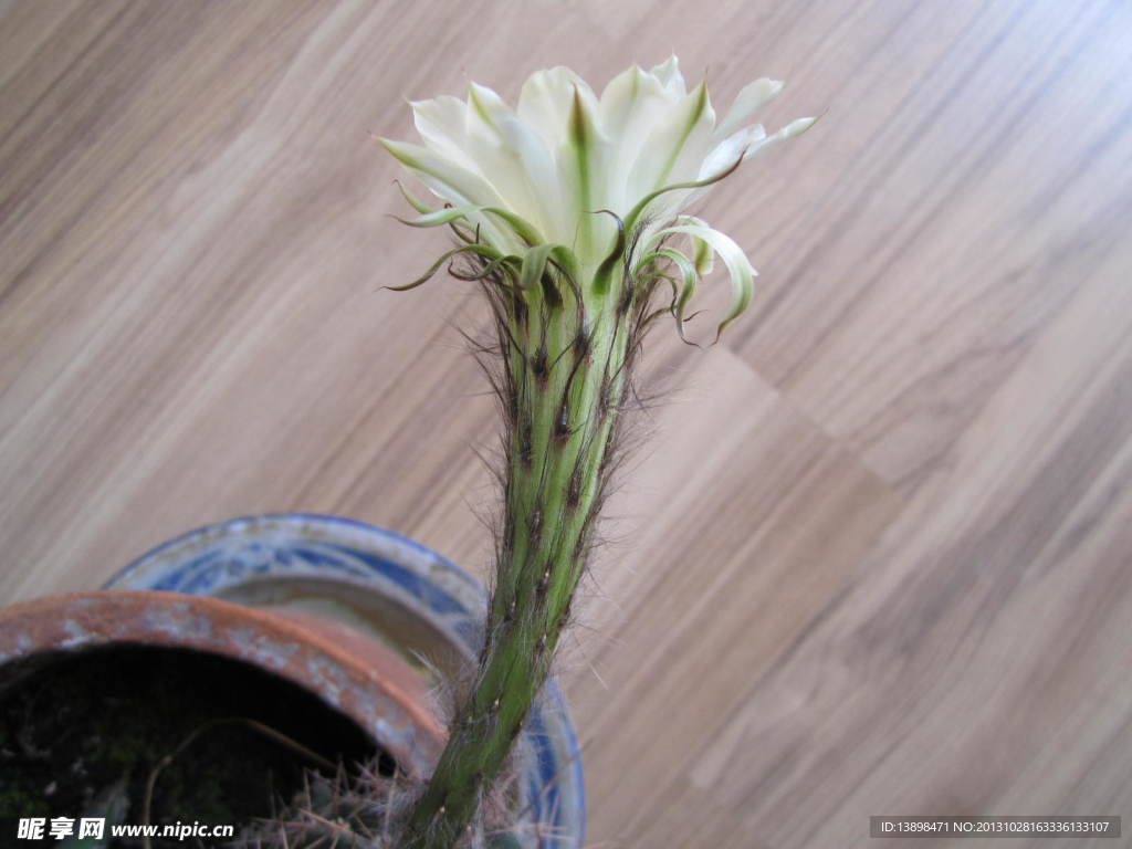 仙人球已经开花
