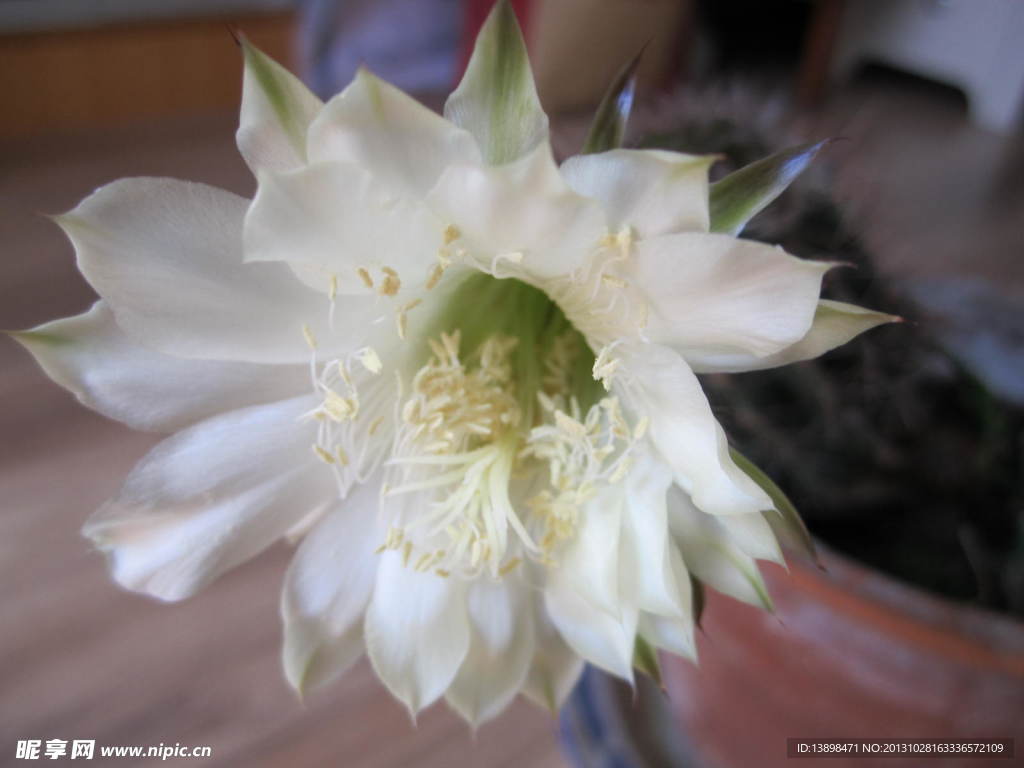 仙人球花