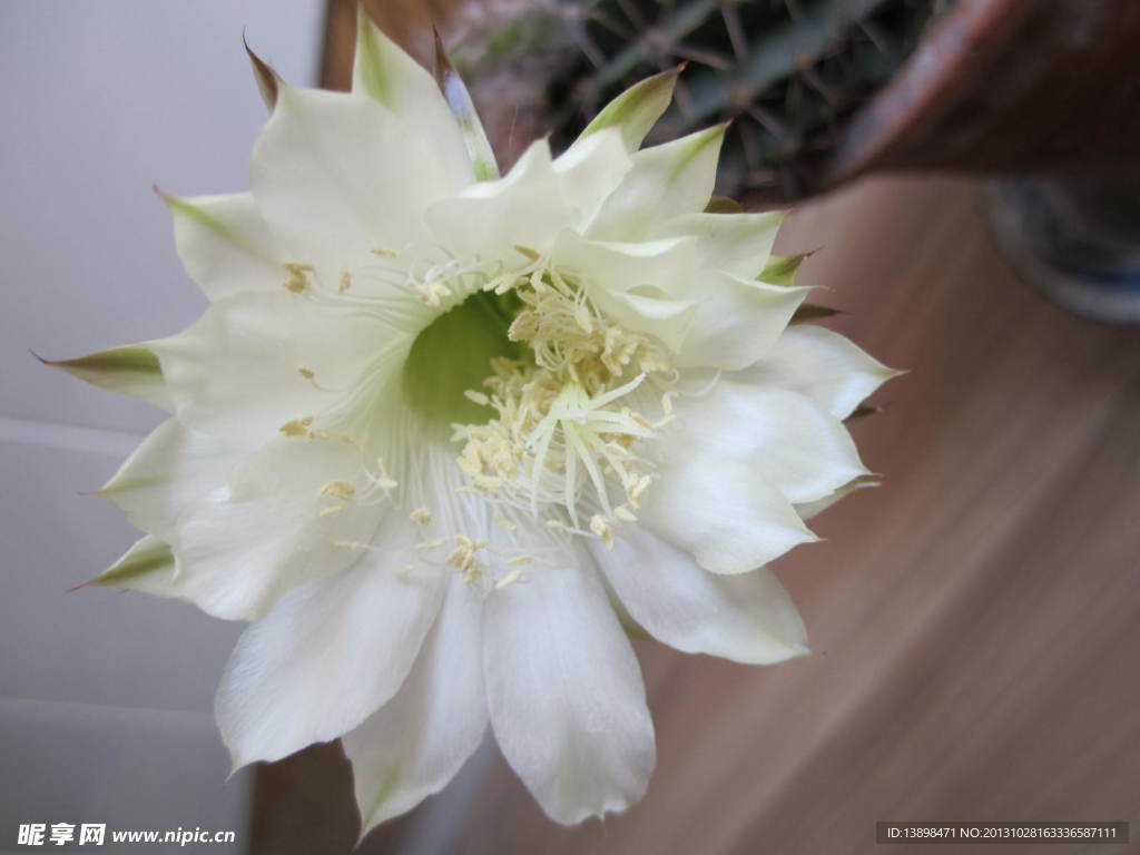 仙人球花